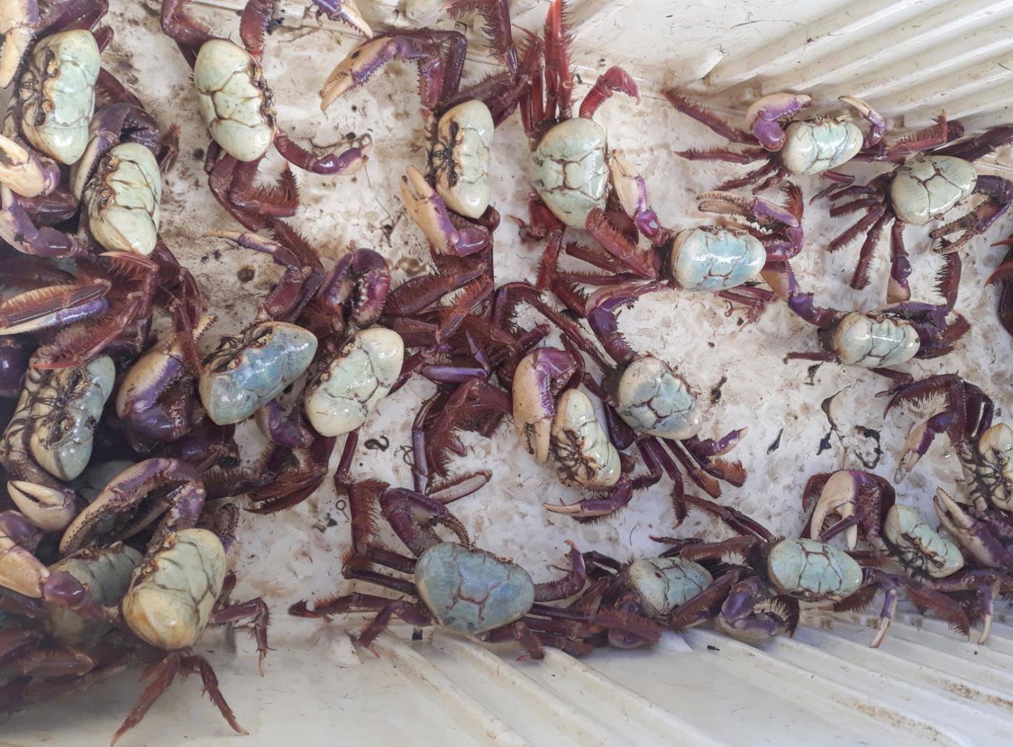 Amapá reforça proteção ao caranguejo-uçá com início do defeso em janeiro