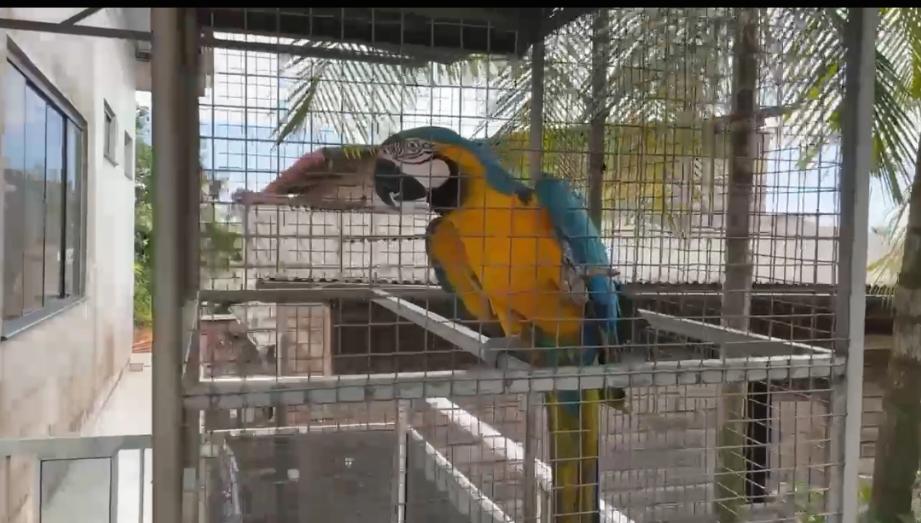 Arara com asas cortadas é resgatada em Macapá durante operação da PF e IBAMA