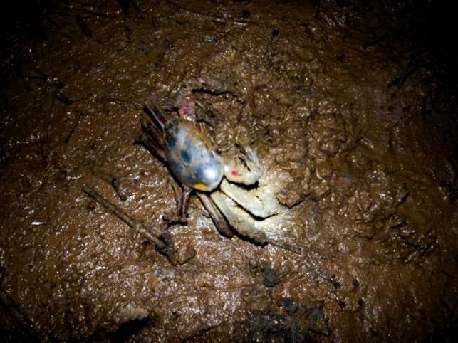 Descoberta no Amapá pode mudar período de proteção do caranguejo-uçá